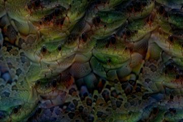 Deep Dream